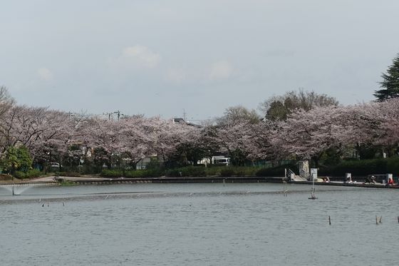 中原区 桜