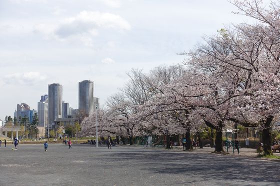 川崎 公園 桜