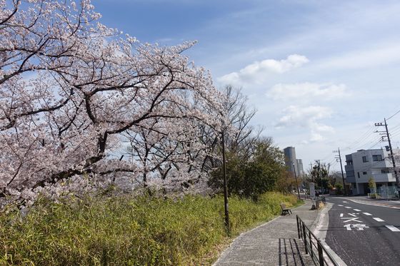 中原区 公園 桜