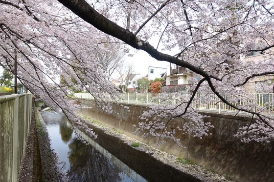 杉並 塚山公園 桜