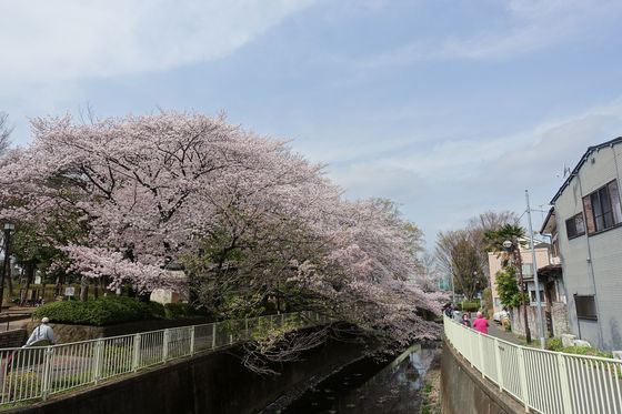 塚山公園 桜