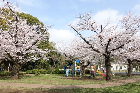 和田掘公園 桜