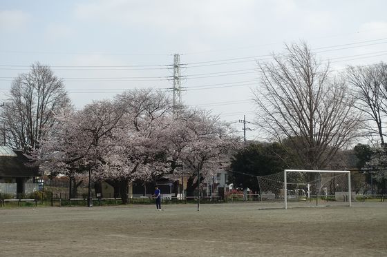 和田堀公園 第一競技場 桜