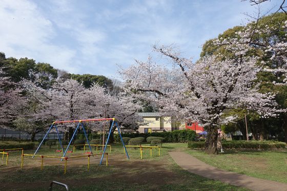 桜 和田掘公園