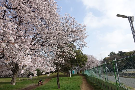 和田堀公園 ワンパク広場 桜