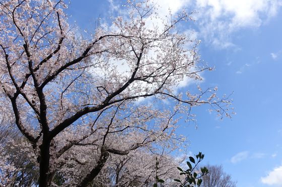 大和 ふれあいの森 桜