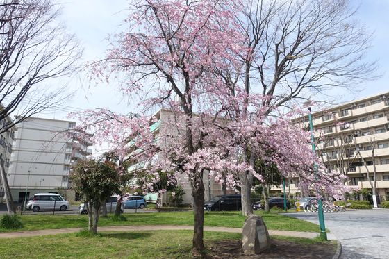 矢崎町防災公園 しだれ桜