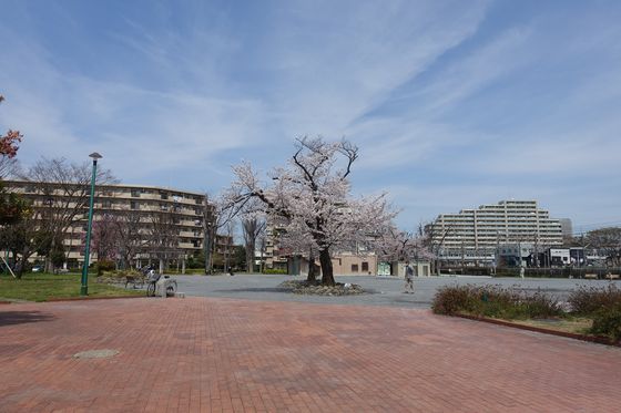 矢崎町防災公園 花見