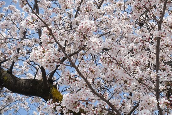 府中本町 お花見