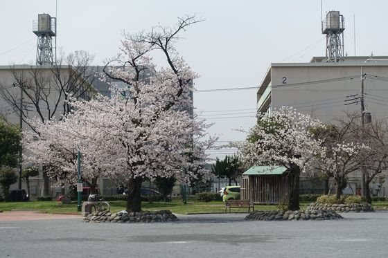 府中本町 花見