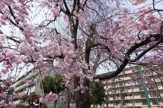 矢崎町防災公園 枝垂れ桜