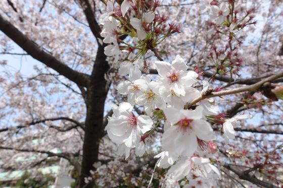 府中本町 桜