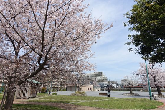 矢崎町防災公園 春