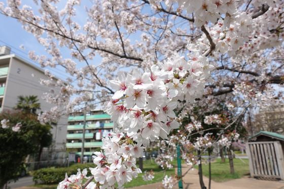 矢崎町防災公園 お花見