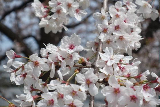 矢崎町防災公園 桜 見頃