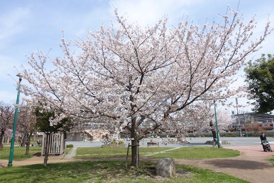 矢崎町防災公園 桜