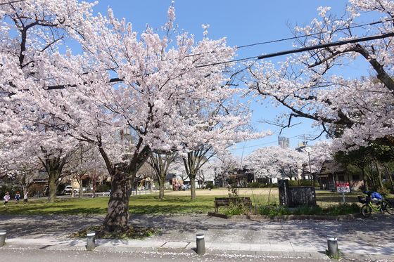 穴水町児童公園 桜