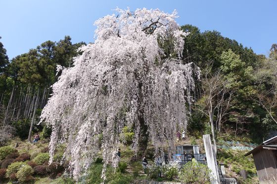 梅岩寺 桜