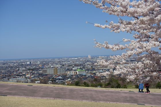 大乗寺丘陵公園 桜