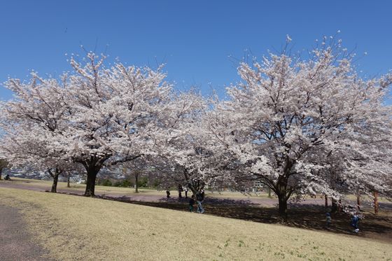 金沢 桜 おすすめ