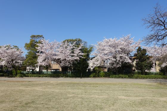 芸術村 金沢 桜