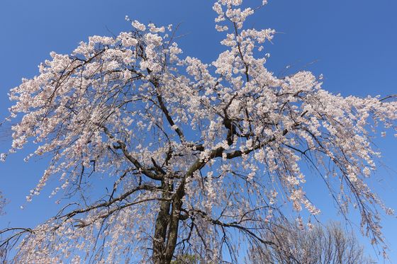 大和町広場 枝垂れ桜