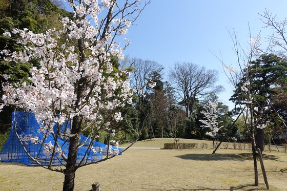 本多公園 金沢 桜