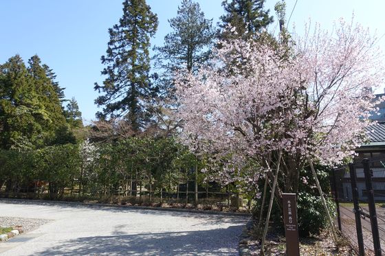 金沢 本多公園 桜
