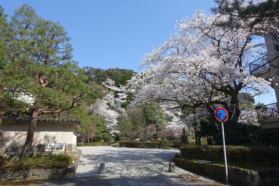 中村記念美術館 桜