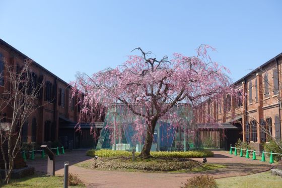 石川県立歴史博物館 しだれ桜