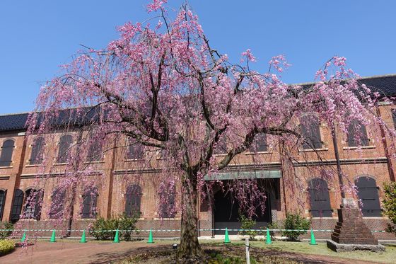 石川県立歴史博物館 枝垂れ桜