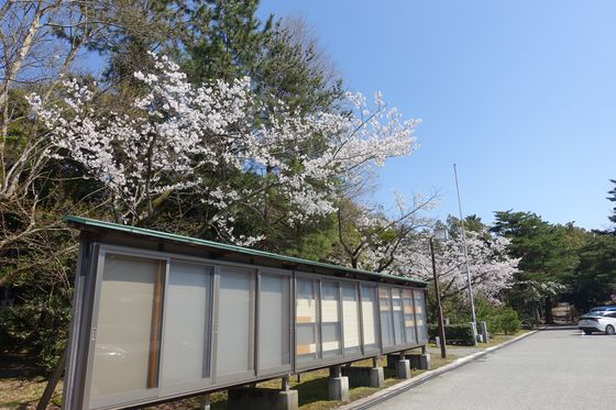 金沢 神社 桜