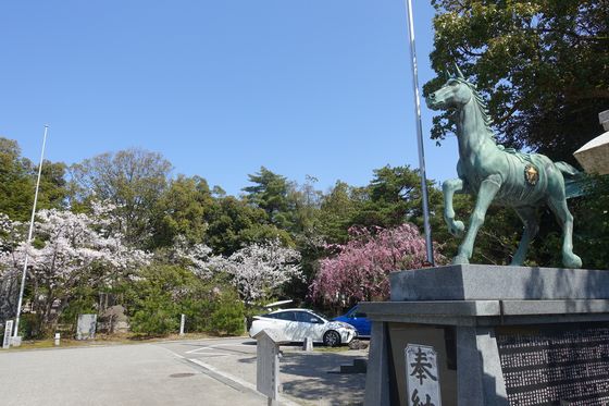 石川護國神社 桜