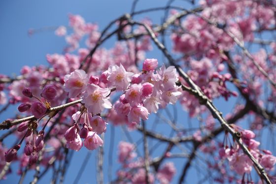 石川護國神社 枝垂れ桜