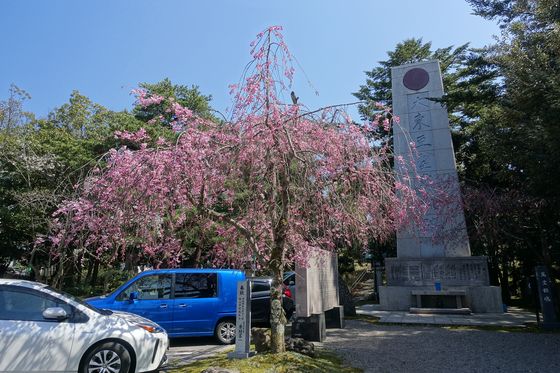 石川護國神社 しだれ桜