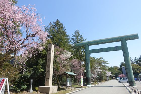 石川護国神社 桜