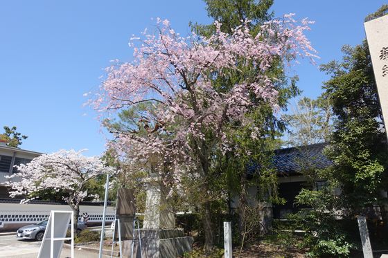 石川護国神社 しだれ桜