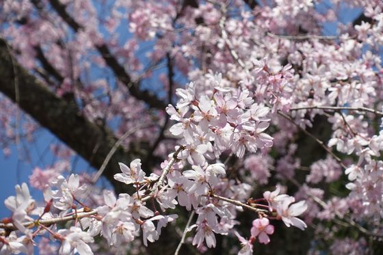 石川護国神社 枝垂れ桜