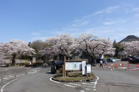 青梅 公園 桜