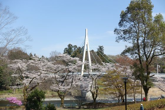 釜の淵公園 桜