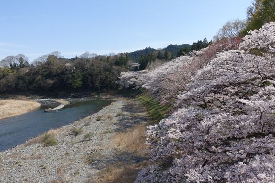 釜の淵公園 青梅 桜