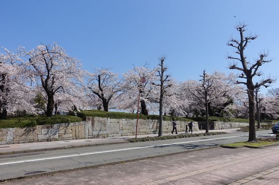 金沢市 桜