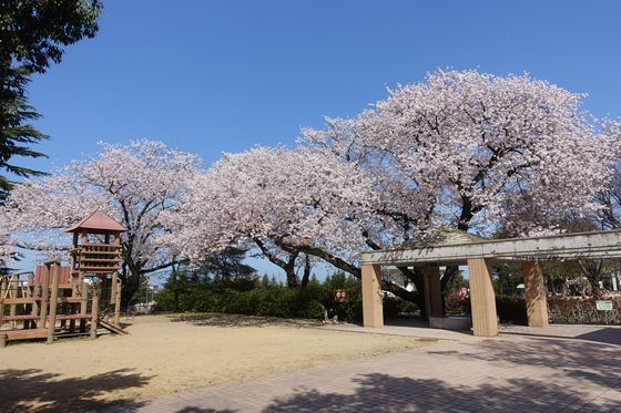 金沢市 公園 桜