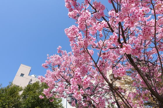 金沢21世紀美術館 陽光桜