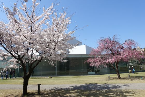 桜 金沢21世紀美術館