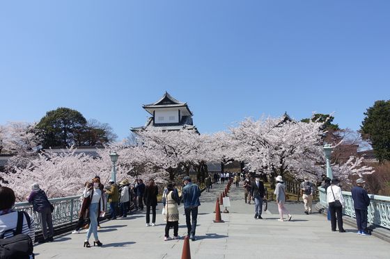 金沢城公園 桜