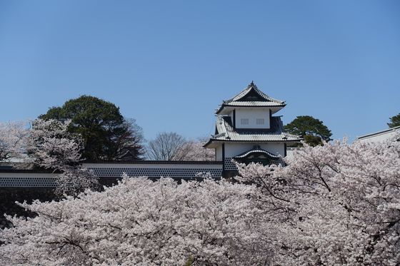 金沢城 桜