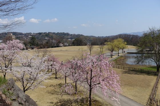 金沢城 新丸広場 桜
