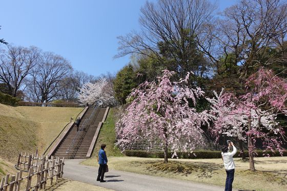 金沢城公園 新丸広場 桜