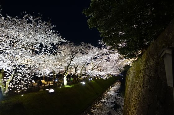 金沢 桜 ライトアップ